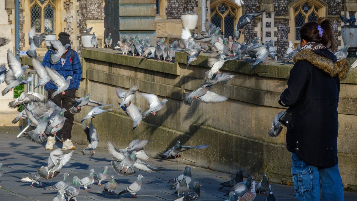 The Norwich Pigeon Wars: Birds Spark Fierce Divide in UK City