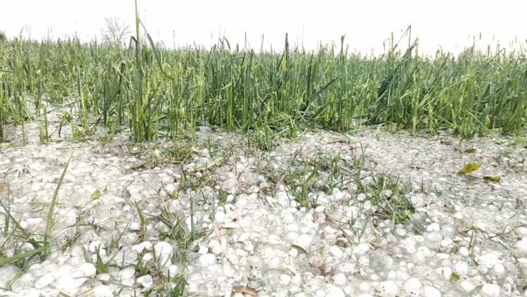 Haryana Farmers on Edge: Unexpected Rains and Hailstorms Threaten Crop Yields