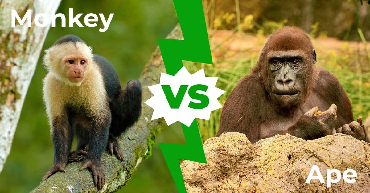 Monkeys Versus Apes: A Clear Look At Their Behaviour, Physical Traits, Habitat, And Diet