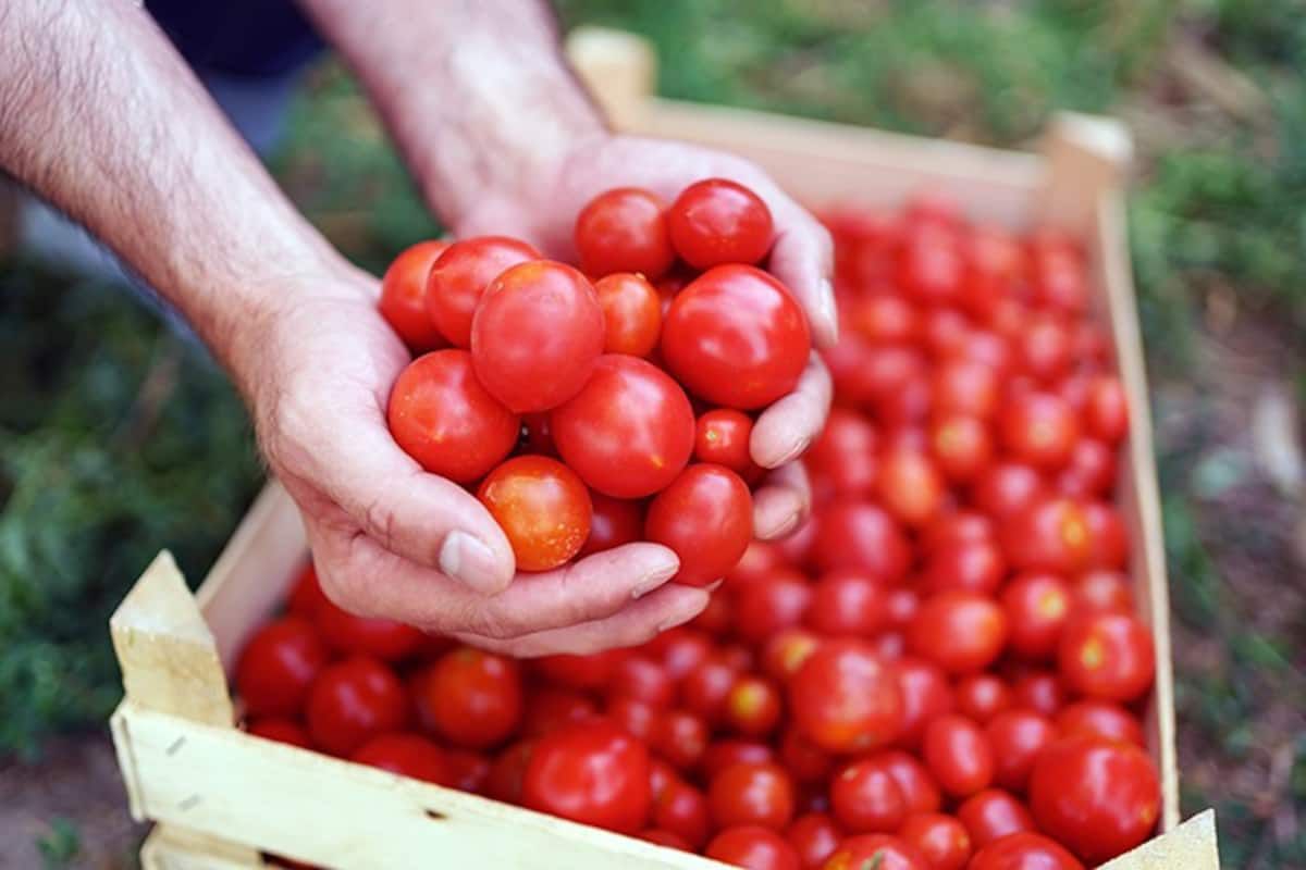 Monsoon’s Early Splash: How Rainy Rhythms Could Spice Up Tomato Tags