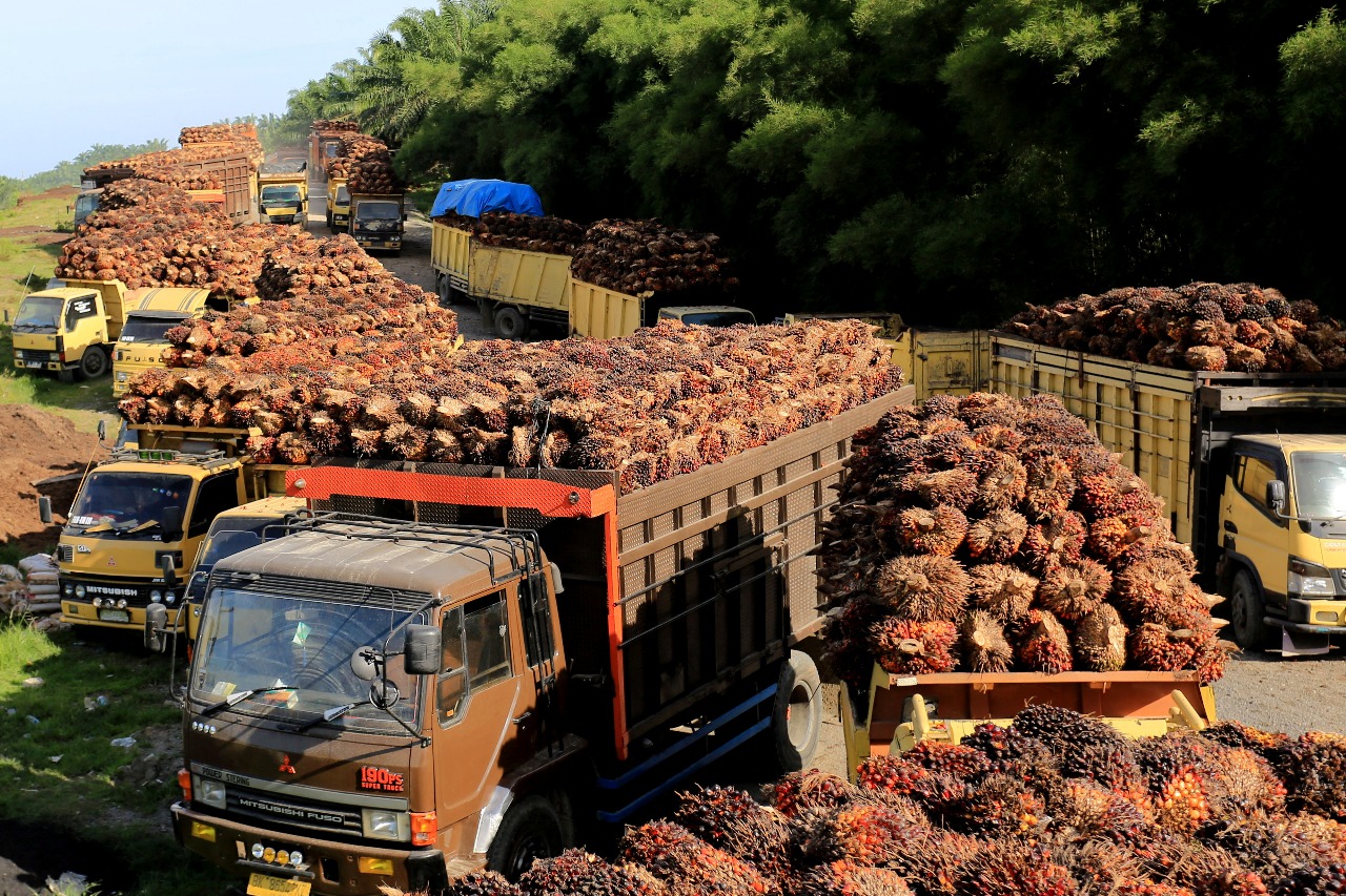 Indonesian Palm Oil Export Tax Set To Drop As Shipments Deferred To December