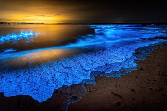 Goa After Dark: Where Waves Turn to Liquid Light