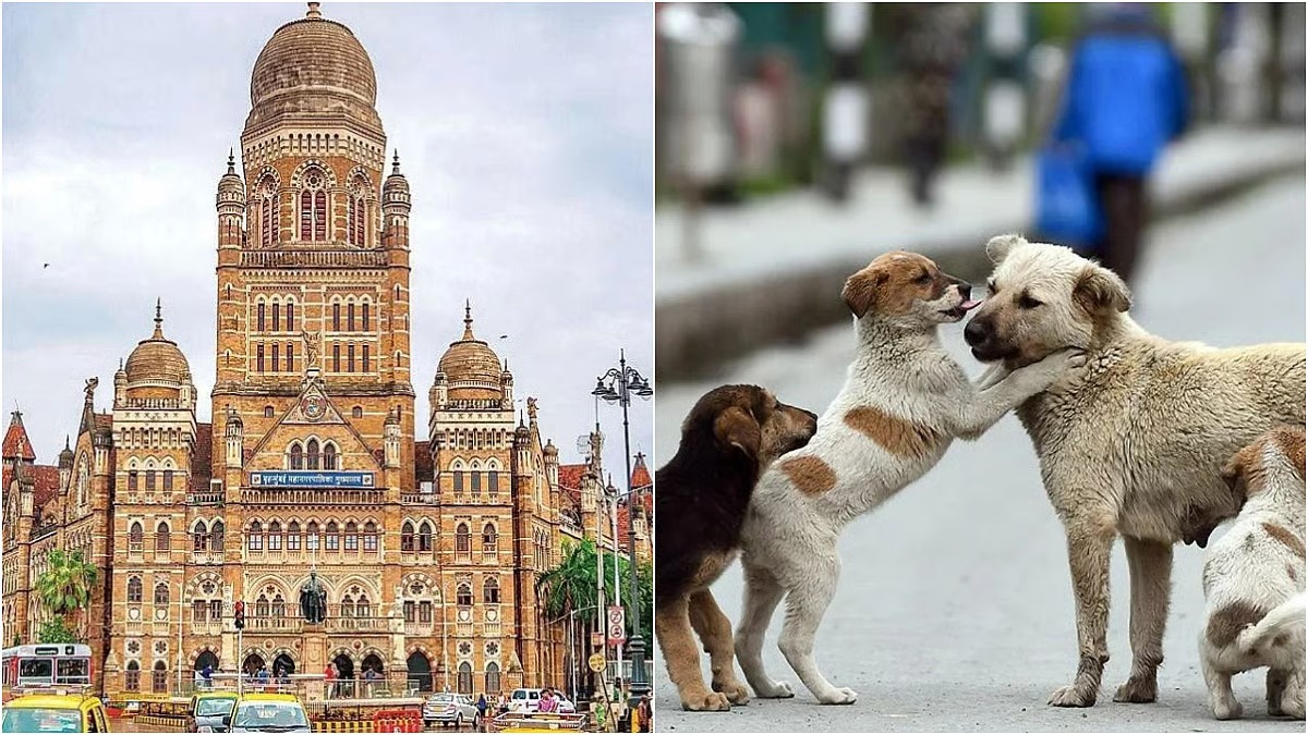 Shelter Shortfall: Mumbai Struggles With Supreme Court’s Stray Dog Relocation Mandate