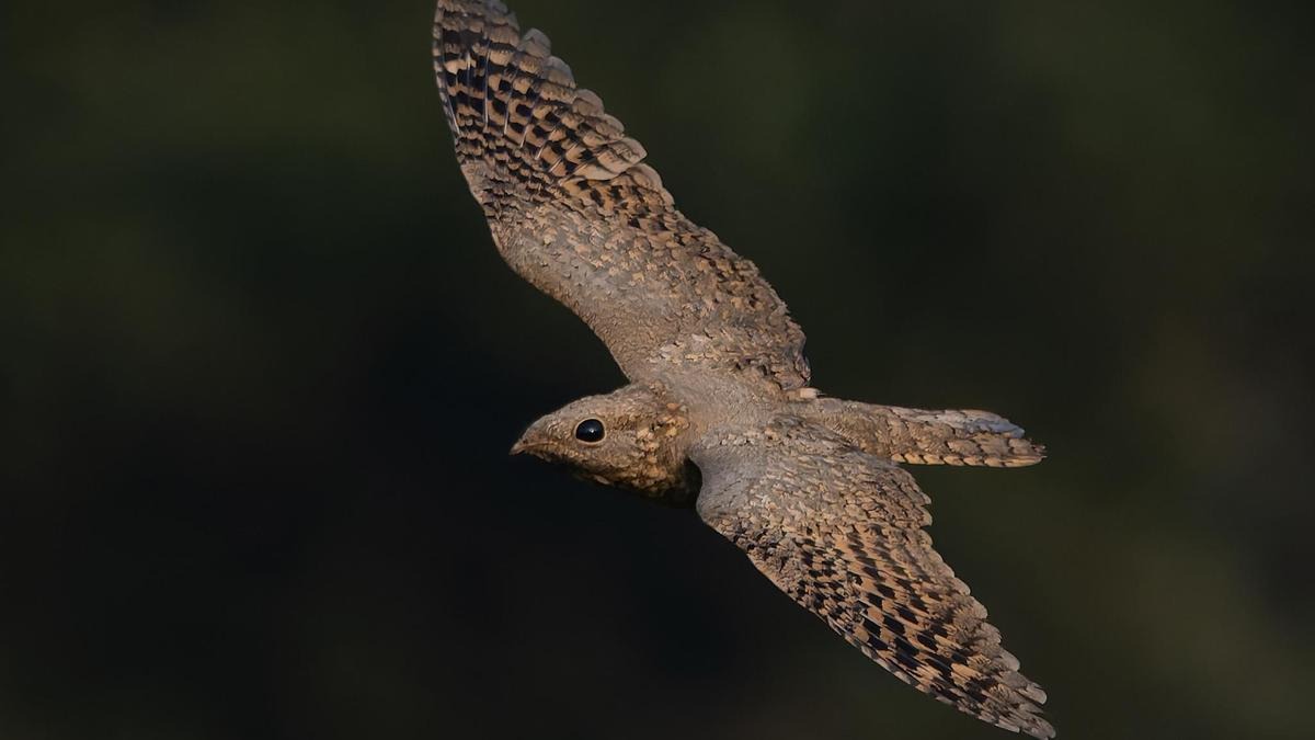 Sykes’s Nightjar: Rare migratory bird makes first south India appearance in Mangaluru