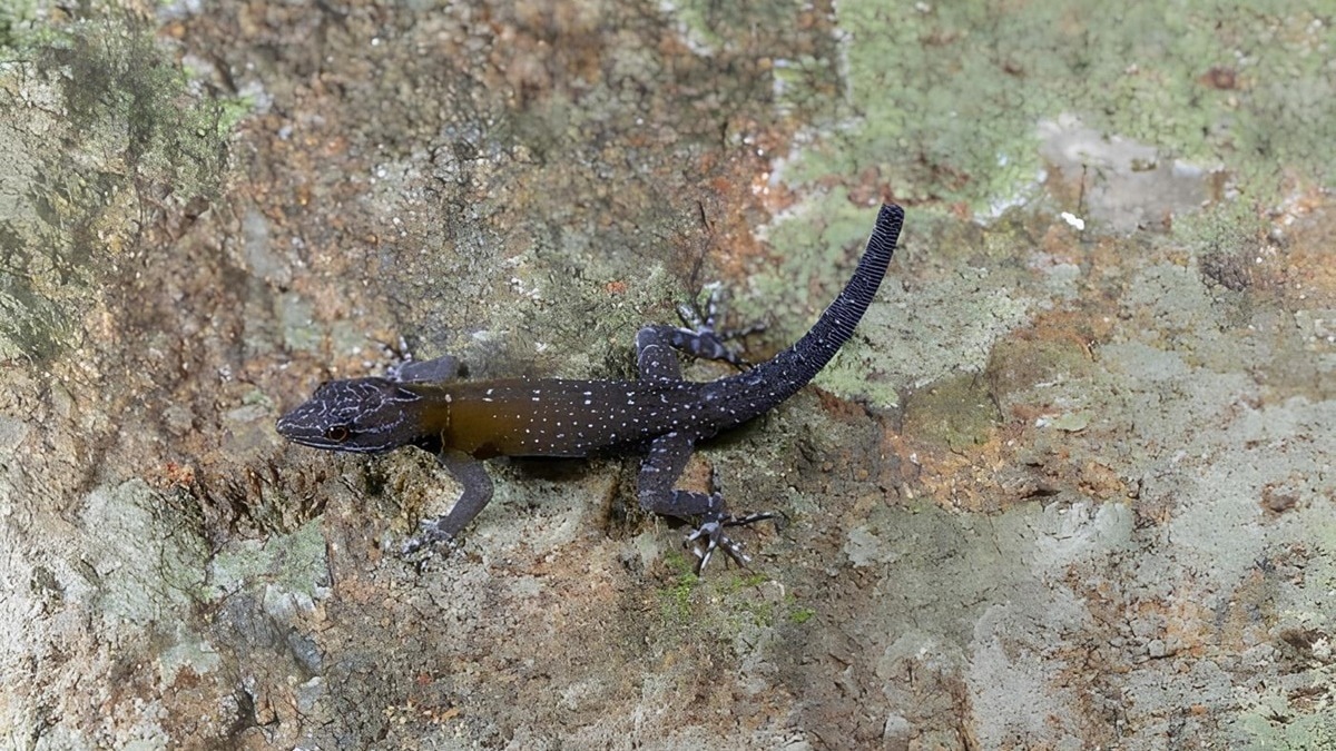 Living Art: Breathtaking New Gecko Species Brings Van Gogh's Vision to Life