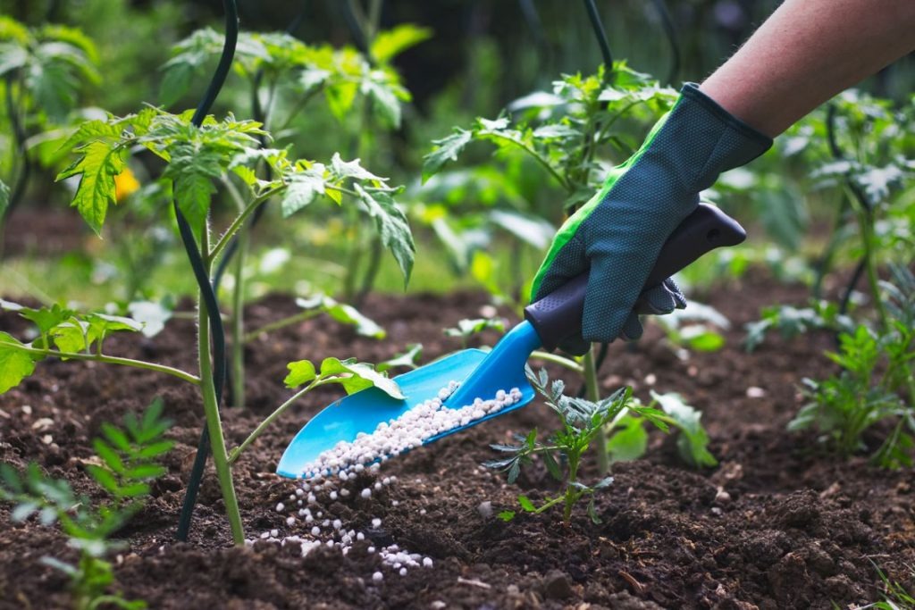 UP’s Green Wave: 35 Crore Saplings to Rewrite the State’s Environmental Story