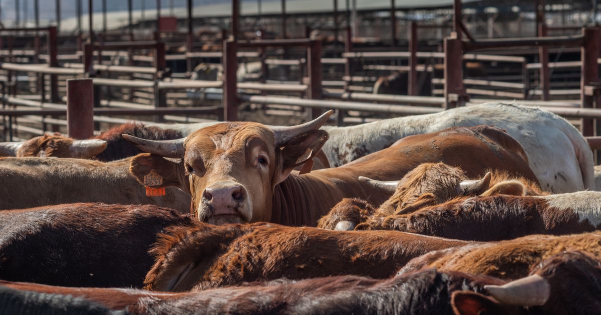 Cows, Carbon, and the Climate Clock: Rethinking Livestock in a Warming World