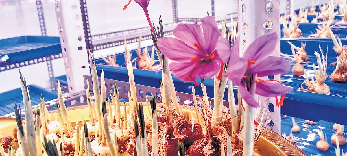 James’ Saffron Saga: Bringing Kashmir’s Jewel to Kerala’s Doorstep