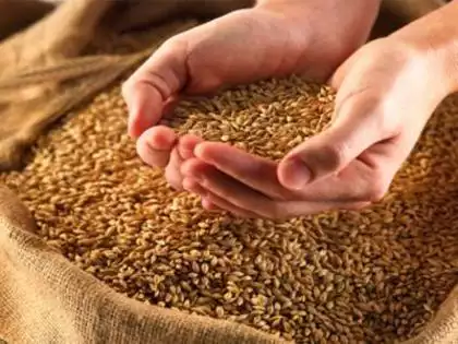 India's Wheat Production to Reach Record High in 2025