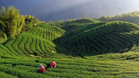 Import of Nepal Teas Hits Indian Brew: Planters Demand Immediate Action