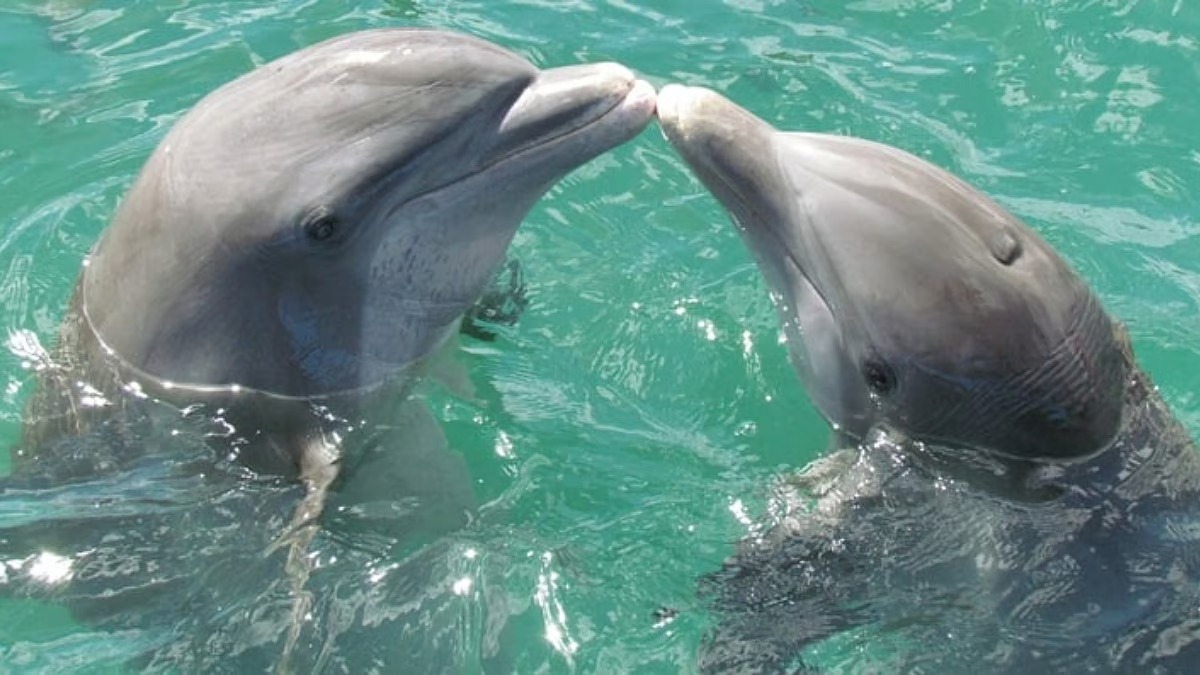 Odisha's Secret Treasure: A Dolphin Population on the Rise