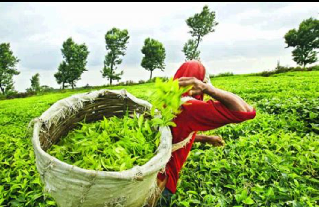 Tea & Coffee Sector Brewing Opportunities
