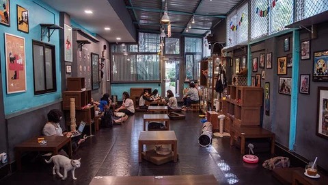 Paws & Lattes: Gen Z Fuels Boom in Pet-Friendly Cafés Across Urban India