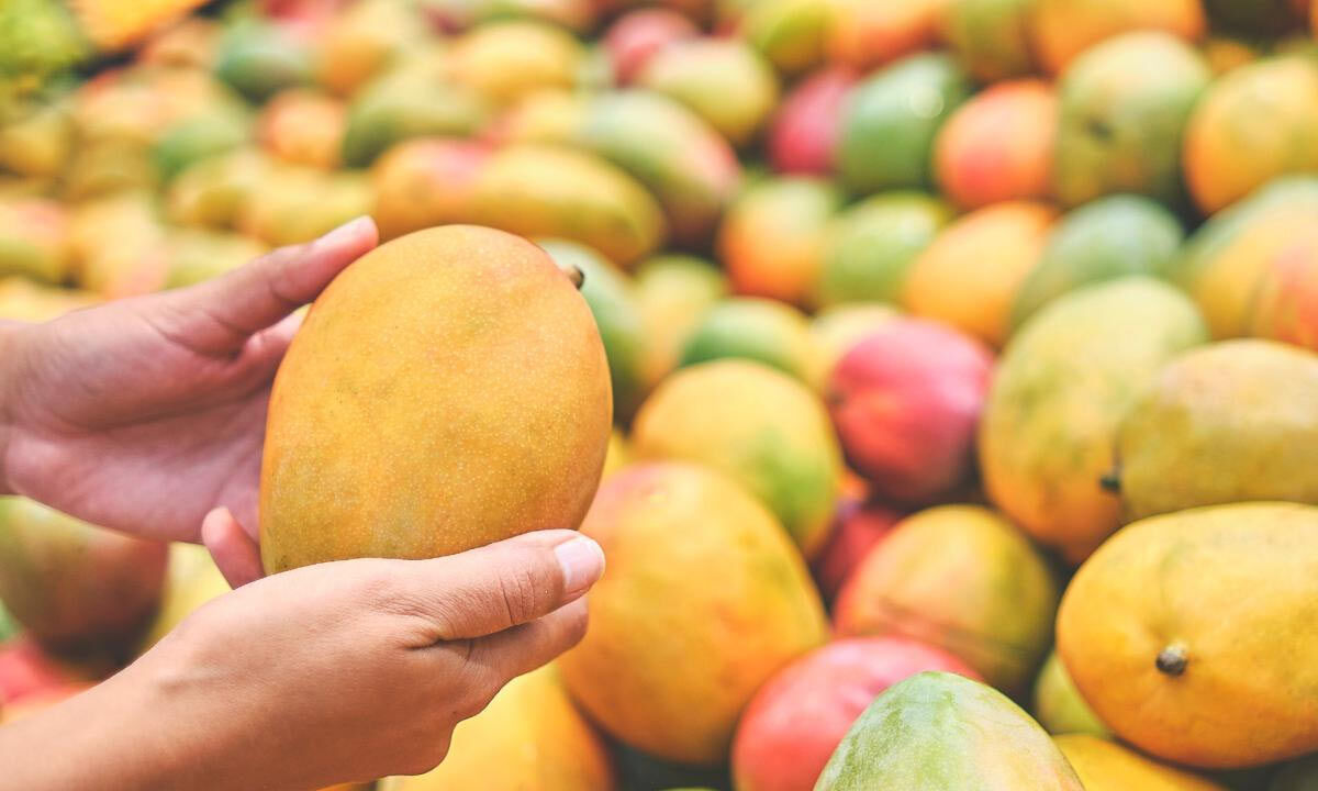 Yogandhra 11 & PSN-5: Andhra Pradesh Unveils New Mango Varieties with a Wellness Twist