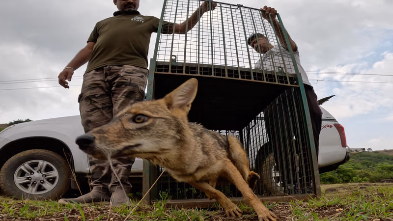 Well of Hope: Maharashtra Forest Team Rescues Trapped Golden Jackal