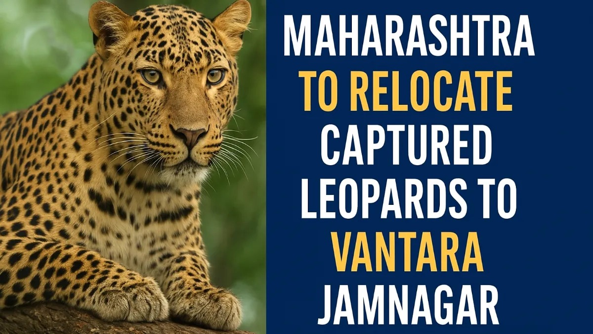 Maharashtra To Relocate 50 Leopards To Gujarat’s Vantara For Conservation