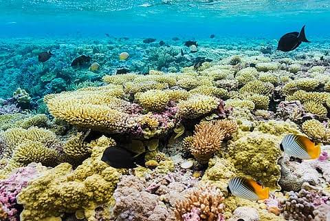 Coral Catastrophe: Ocean’s Greatest Bleaching Mystery May Take a Year to Solve, Say Scientists