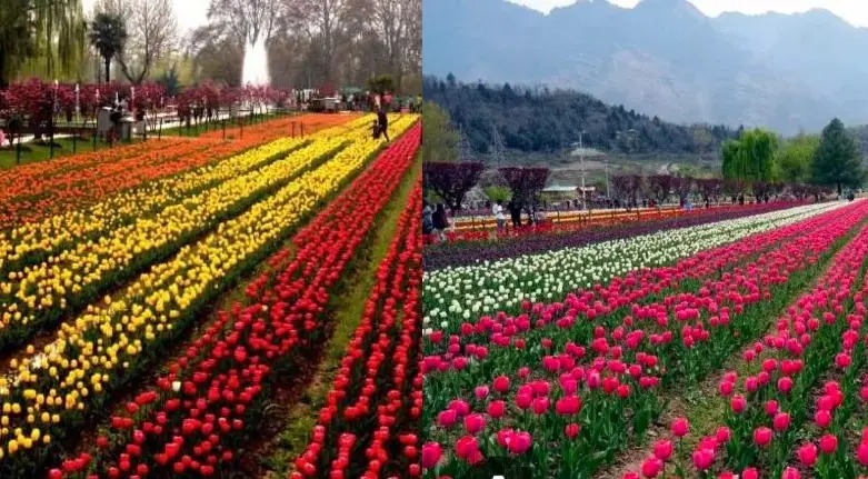Asia’s Largest Tulip Garden To Open In Srinagar On March 16