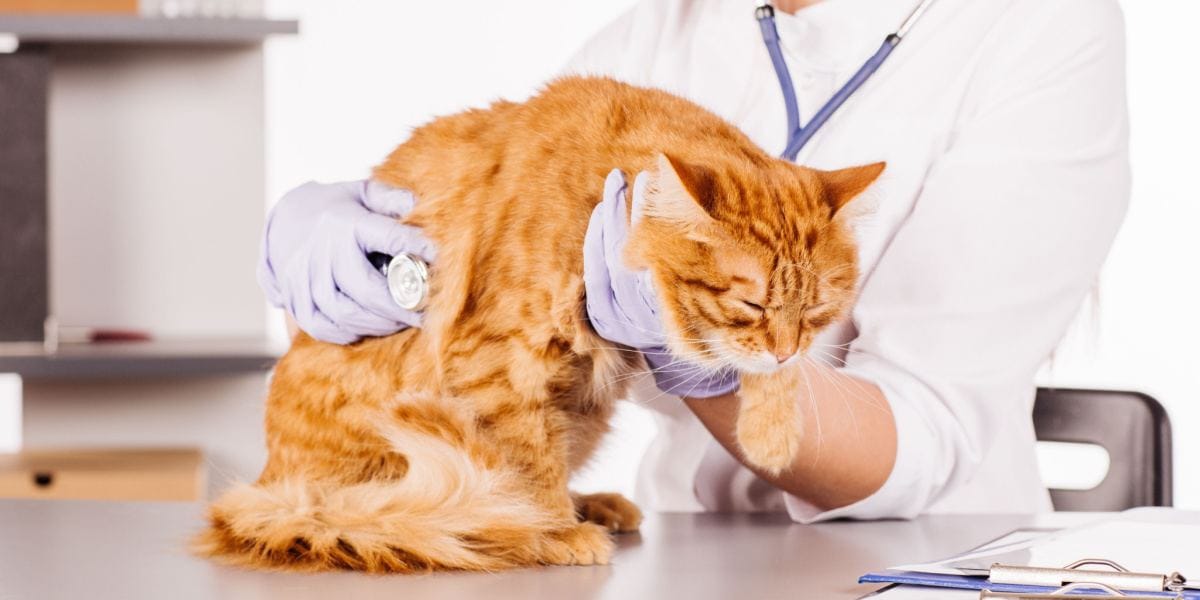 Advancing Feline Care: FDA Approves First Generic Robenacoxib For Feline Surgery Pain