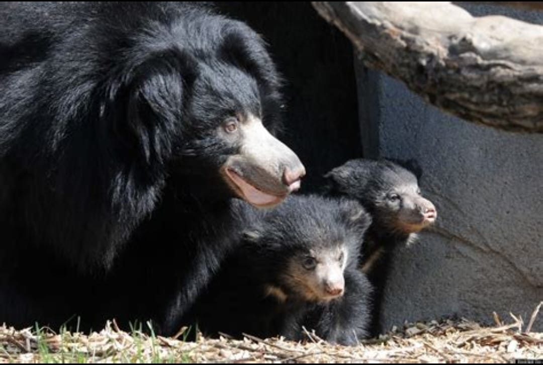 Adorable Debut! Two Sloth Bear Cubs Charm Visitors at San Diego Zoo