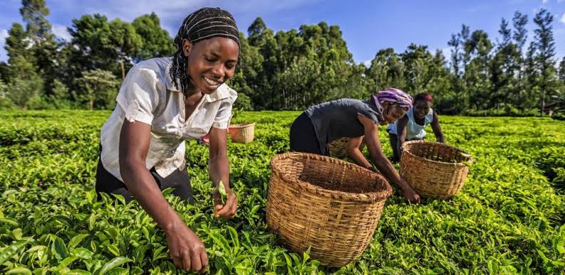 Direct to the World: Kenya Empowers Tea Factories with Export Licenses in Historic Reform