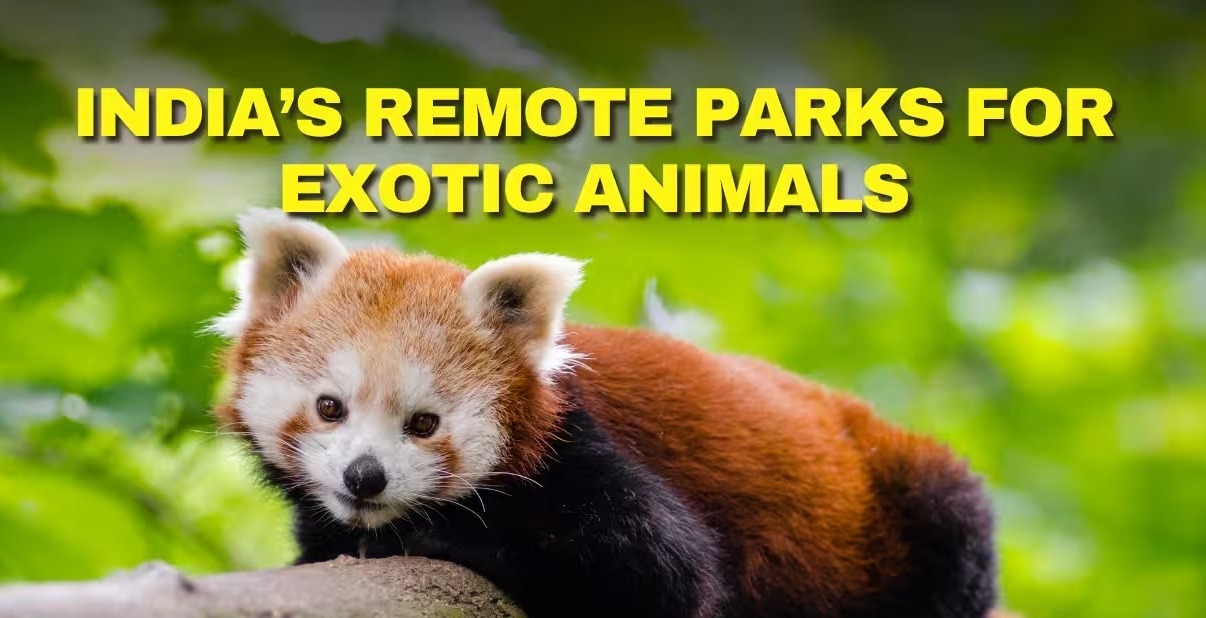 Into India’s Wild Heart: 10 Remote Parks Where Rare Beasts Roam Free