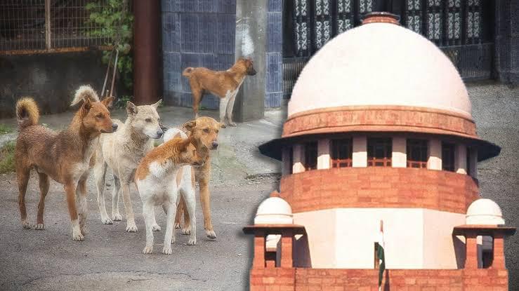 From strays to SIR: Supreme Court’s 10 rulings that shaped 2025