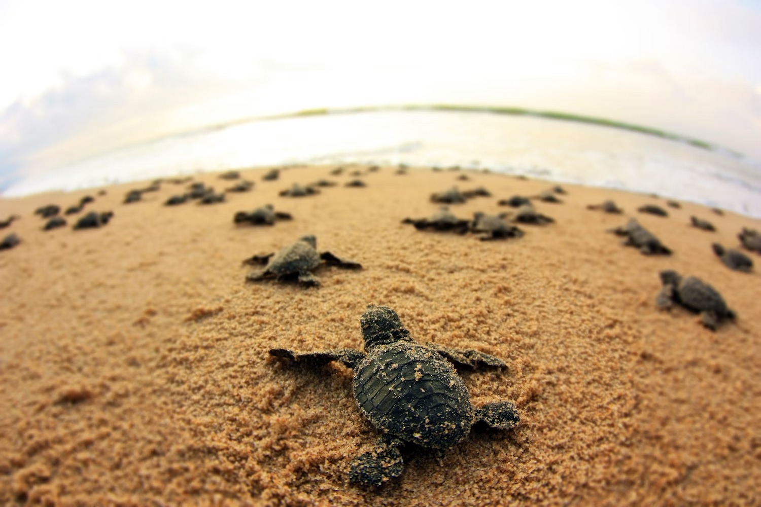 Environmental Alarm: Olive Ridley Turtle Death Toll Surpasses 1,000 on Chennai Beaches