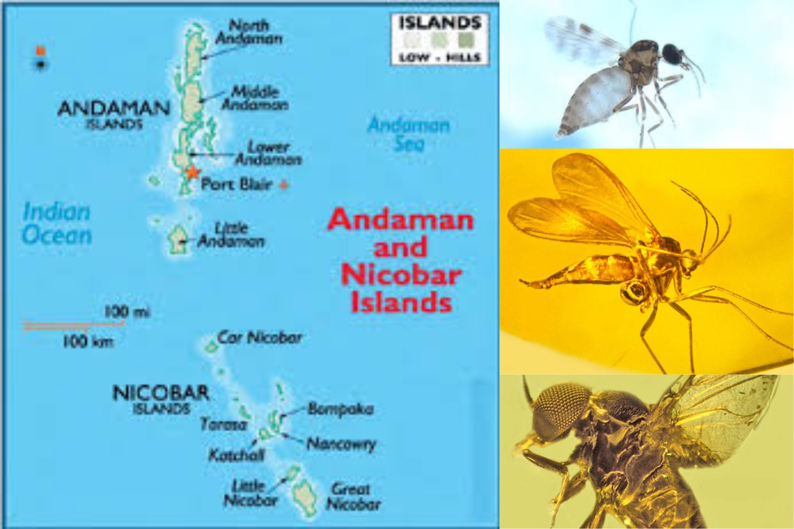 Discovery of 23 Blood-Sucking Fly Species in Andaman and Nicobar Islands Highlights Biodiversity