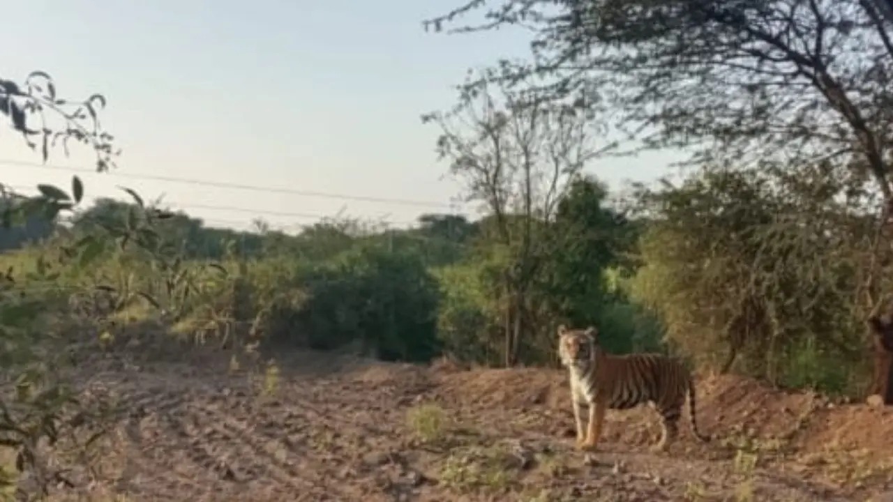 AI-Generated Tiger Photo Sparks Panic in Junnar; Forest Dept Confirms Fake, Warns of Action