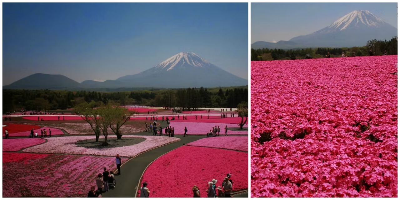 Tokyo, Fuji, and Feasts—A Rs.5.5 Lakh Japan Itinerary Like No Other