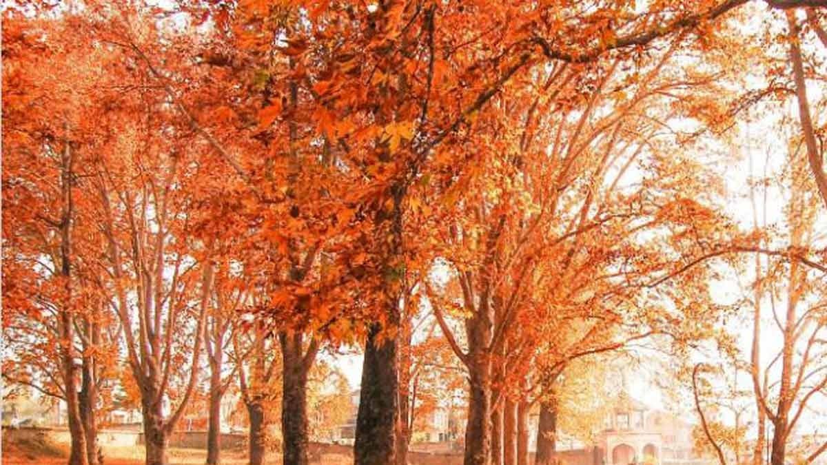 Kashmir's Iconic Chinar Trees Get High-Tech Protection with Geo-Tagging