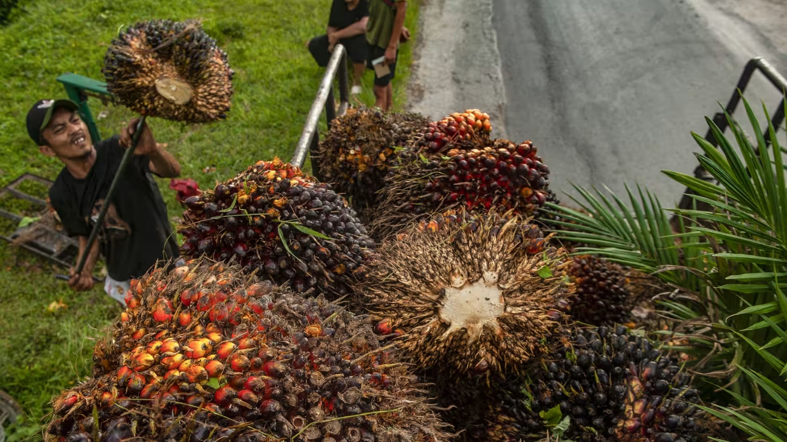 Palm Oil Outlook 2026: Indonesia Hits Record Output, Malaysia Declines, Prices Ease
