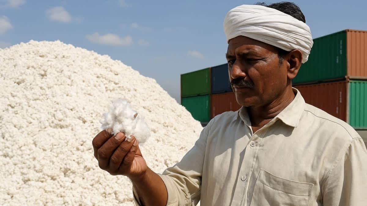 CCEA Approves Rs 1,718.56 Crore Support Under MSP Scheme For Cotton Farmers