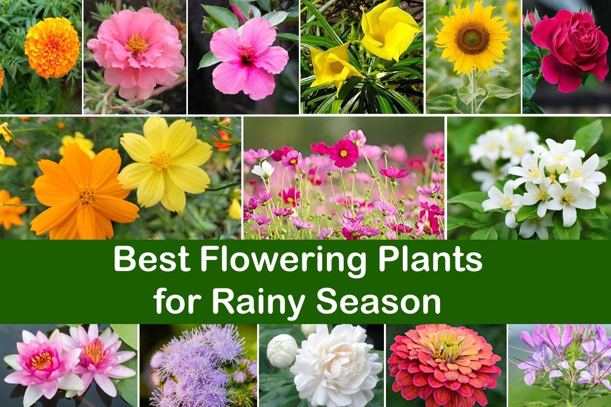 Seven Stunning Monsoon Plants That Burst Into Bloom Across India