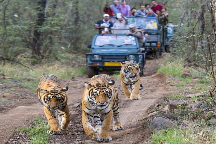 India's Tiger Trail: Top National Parks for Spotting the Majestic Big Cat