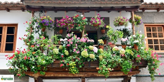 Petals With Purpose: 8 Low-Maintenance Indian Flowers to Brighten Your Balcony Garden
