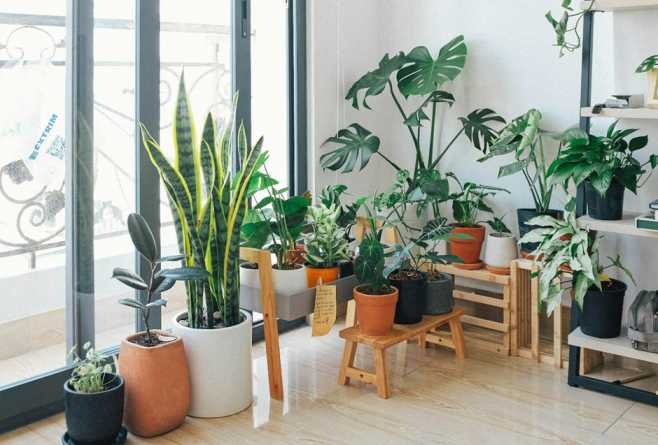 Green Shields – 10 Plants to Breathe Easy When AQI Spikes