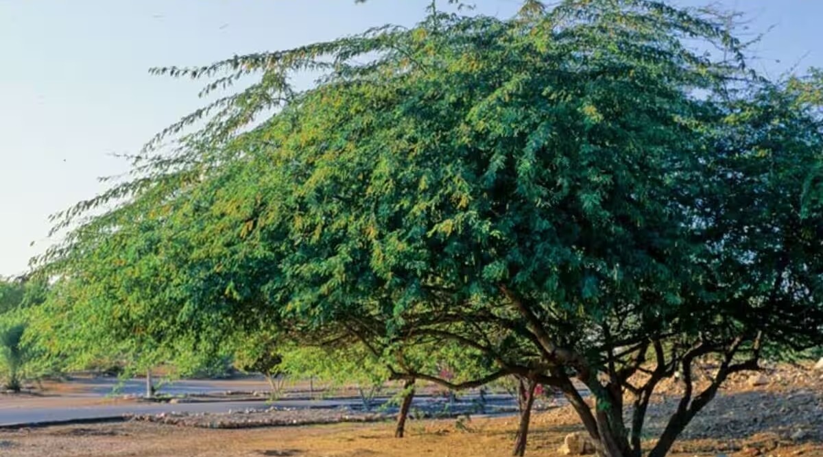 150 Years of 'Vilayati Babul': How a South American Import Became India's Most Divisive Ecological Paradox
