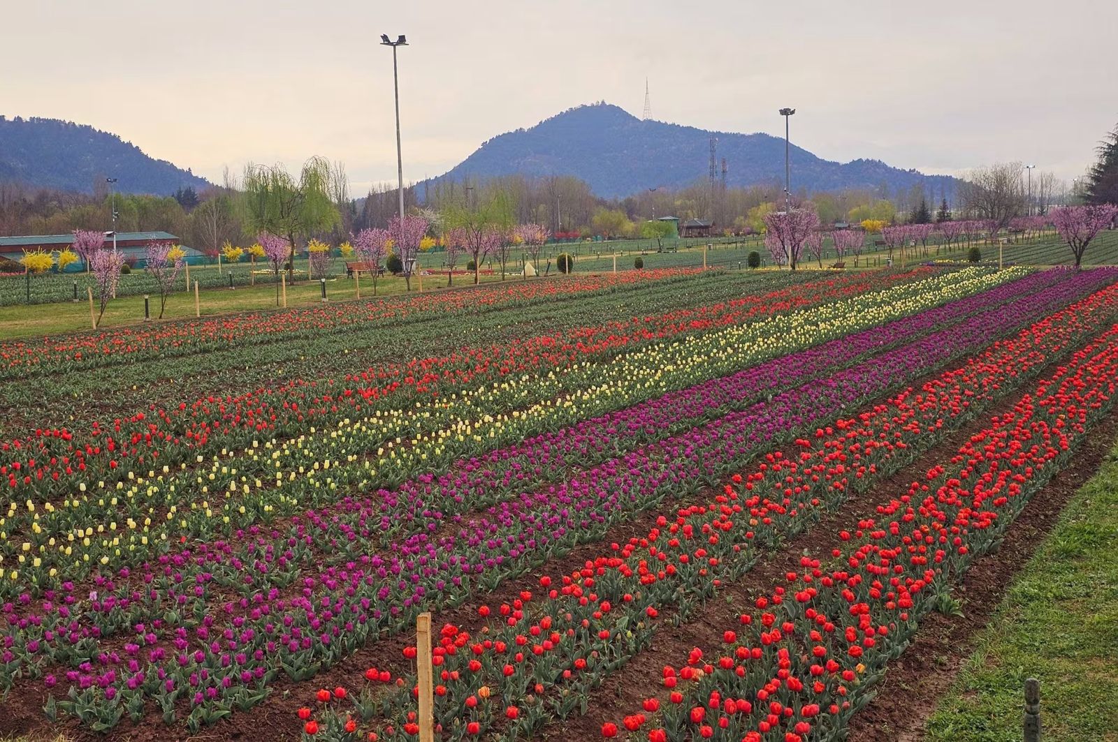 How Many Tulip Varieties Will Bloom At Srinagar’s Festival This Year?