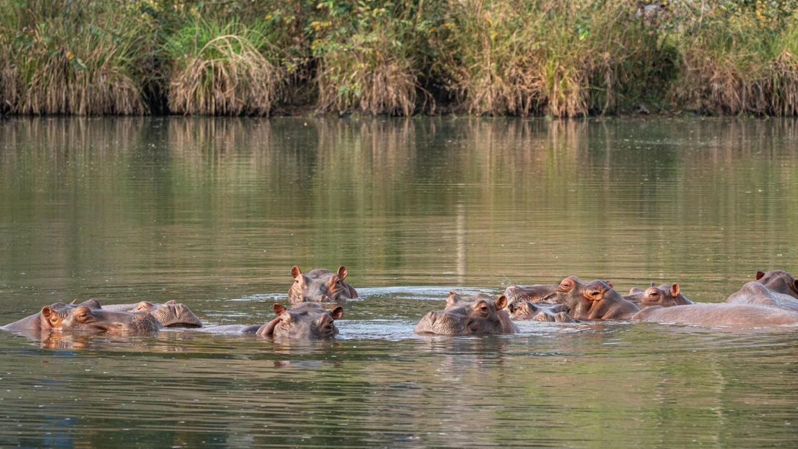 Pablo Escobar’s Hippos May Find New Home In India’s Vantara Sanctuary