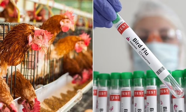 Andhra Pradesh Tackles Bird Flu: Swift Action and Reassurance from Minister Atchannaidu