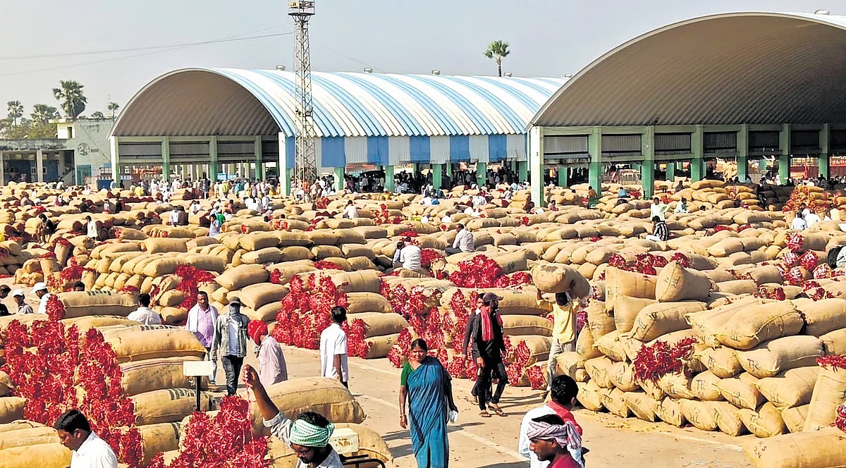 Chilli Crisis: Prices Plunge by 60%, Leaving Ramanathapuram Farmers in Distress