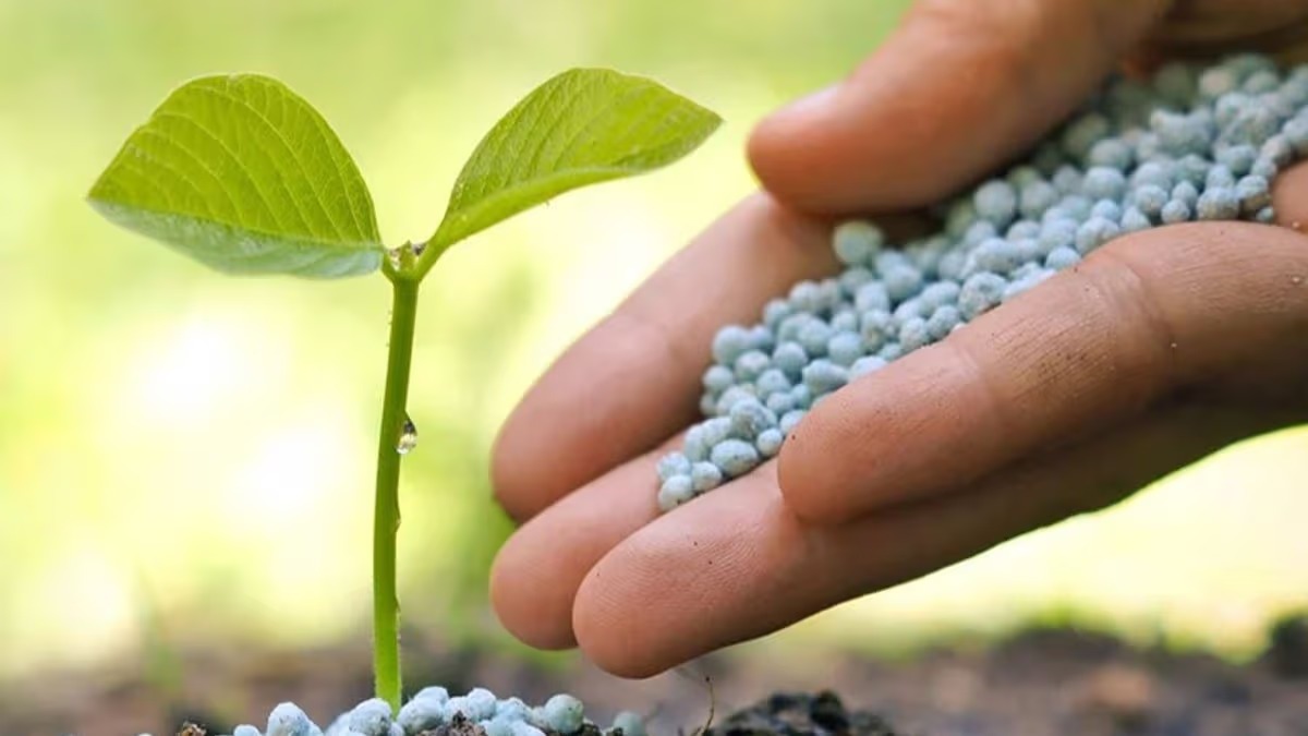 India Confirms Fertiliser Surplus, Floats Global Import Tenders For Crop Nutrients