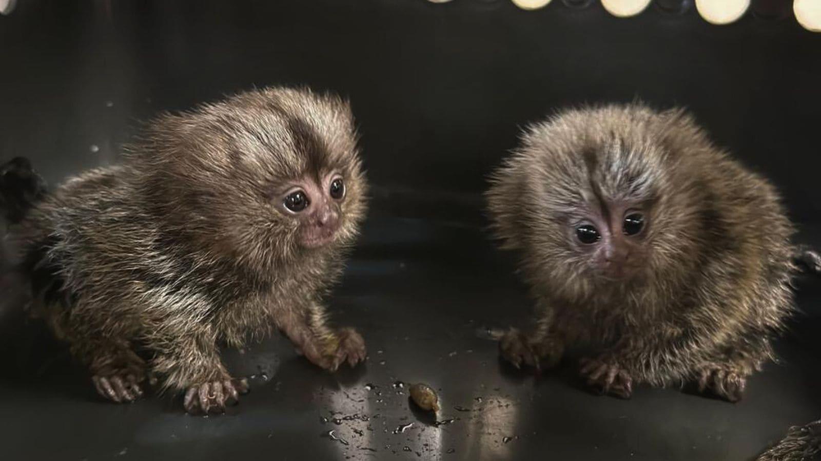 Tiny Monkey, Honey Bear & Turtle Too — Mumbai Airport’s Wildest Baggage Claim Yet