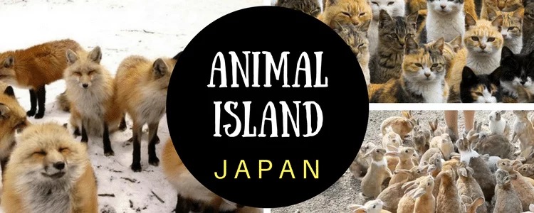 Japan’s Six Animal‑Friendly Destinations You Shouldn’t Miss