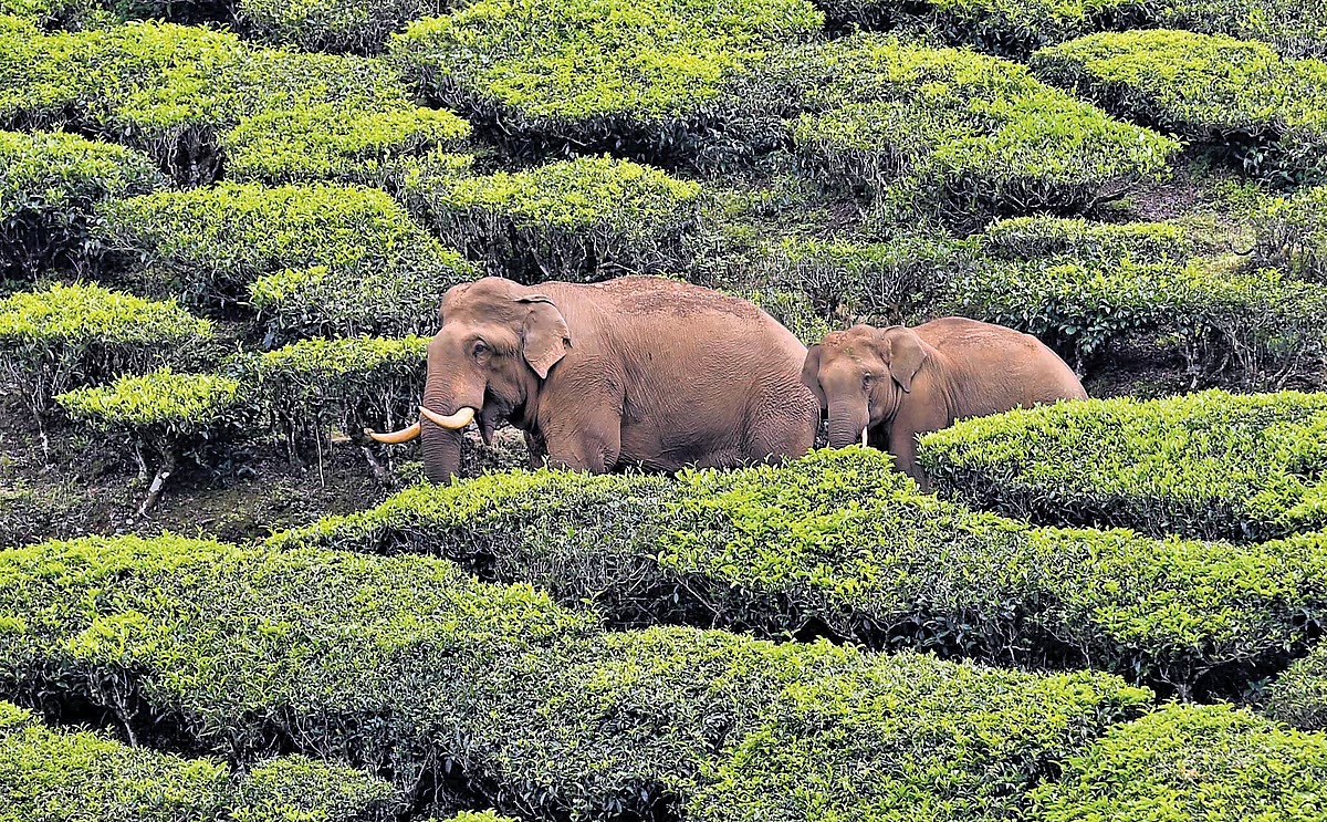 Kerala Unveils Multi-Crore Action Plan to Address Human-Wildlife Crisis