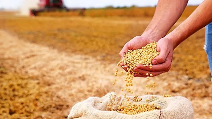 Sowing the Seeds of Change: India’s Biotech Boom Goes Beyond the Bean