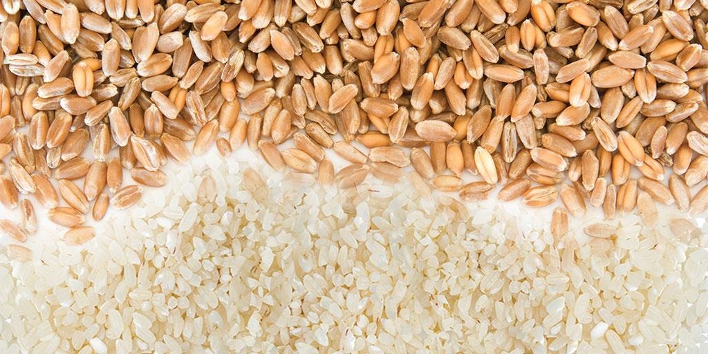 India’s Wheat and Rice Stocks Surge, Strengthening Food Security Outlook