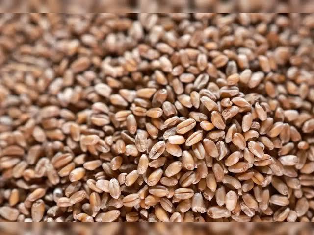 Harvesting Hope: Government Raises Wheat MSP to Rs 2,585 for 2026–27 Season